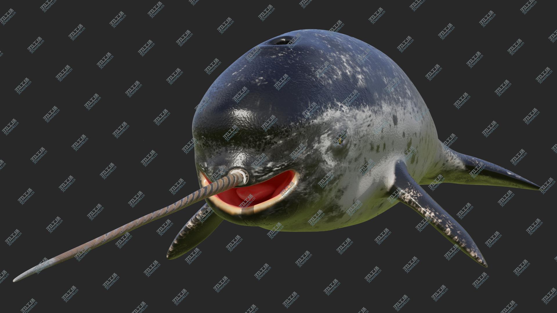 images/goods_img/202104093/3D Narwhal Toothed Whale model/5.jpg